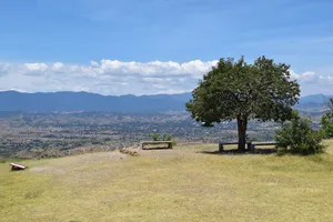 Tree and bench above a valley