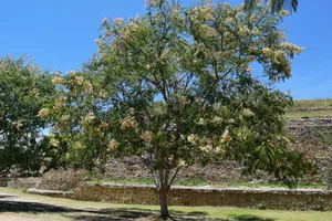 Tree in blossom at Monte Alban ruins